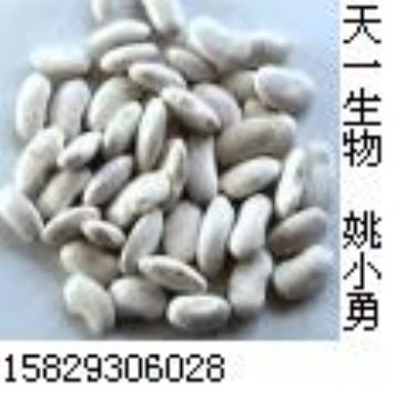 White Kidney Bean Extract 